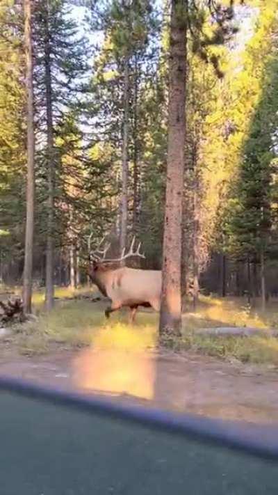 Elk makes an incredible sound that sounds like a sea creature.