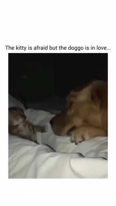 kitty* slaps 🥺🥺