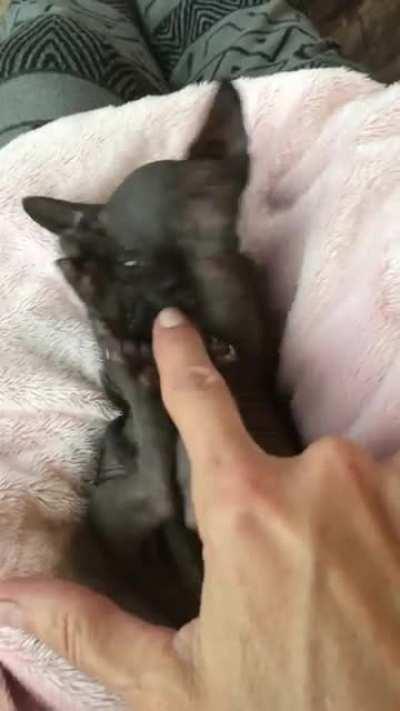 Meet my adorable Sphynx kitten, Black knight.