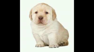 Doge is just a reflection of our suffering. (OC)