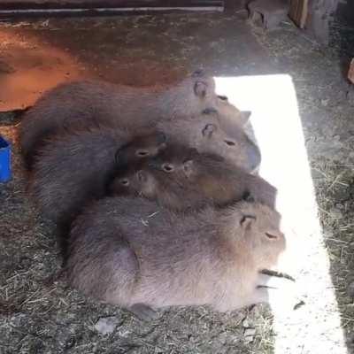 cuddly cuties ❤️