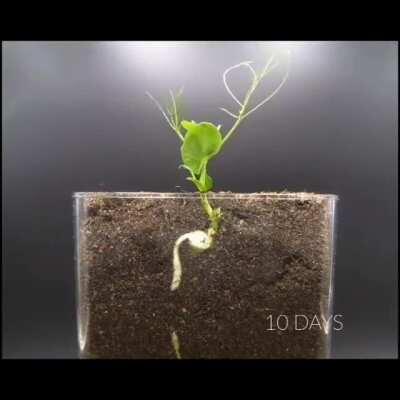 Seed growth