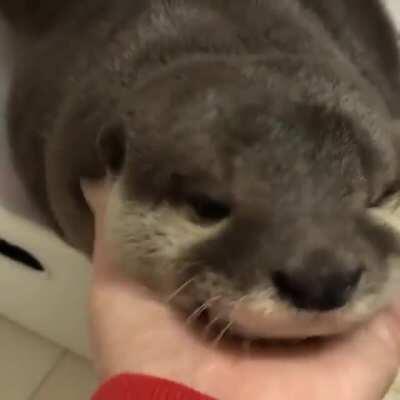 Hey miren uan nutria :D (no tiene sreamer)