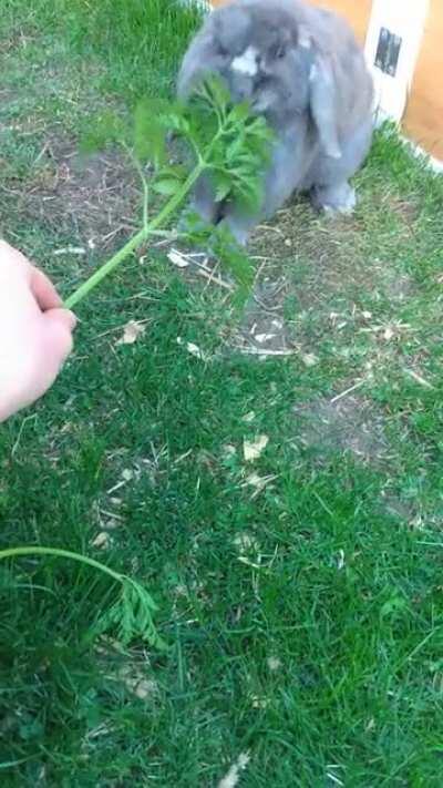 Bunny eating Carrot leafs