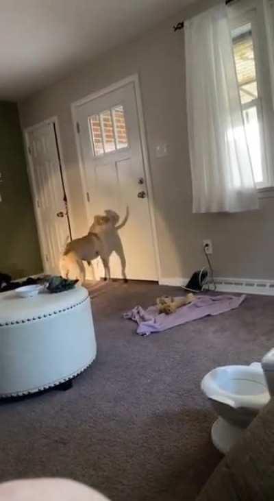 Chasing his tail's shadow