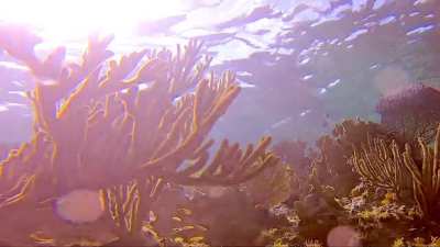 Beautiful shallow reefs, Isla Cozumel