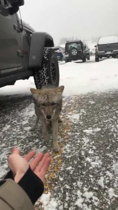 Hey there little guy. I'm here to help.