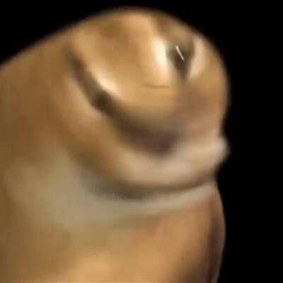 FLOPPA FRIDAY EVERYONE!!!!