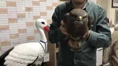 Стабилизация