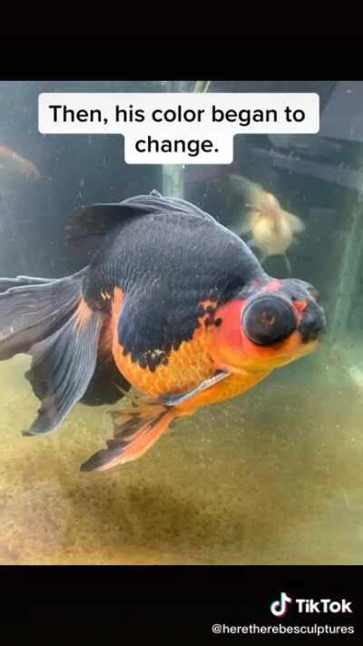 Why am I crying over a fish