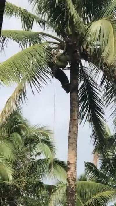 This dude harvesting our coconut tree.