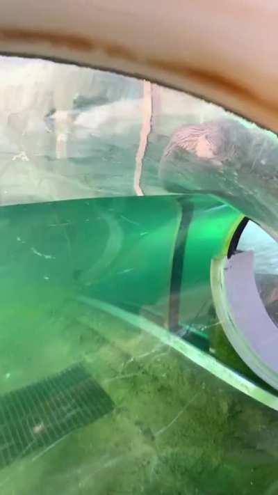 This otter taking a nap on an underwater slide