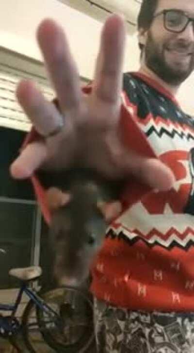 Pss... hey want a rat?