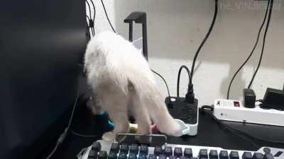 Thank god it's not error code Alligator