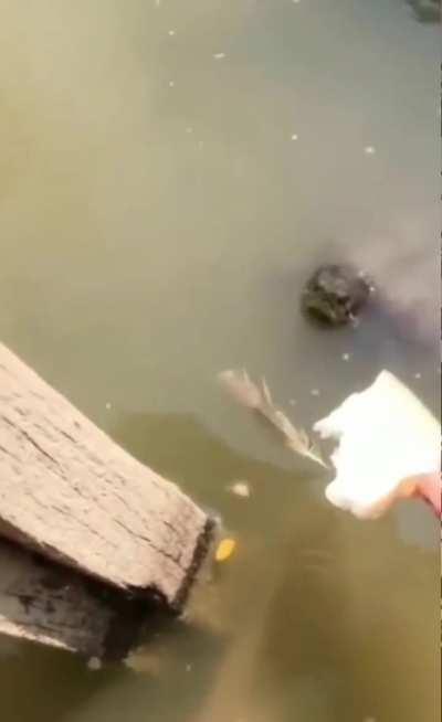 🐢=🥰🥰,🐟=🗣‼️‼️-