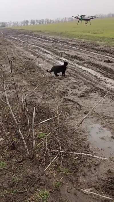 Cat vs drone standoff 