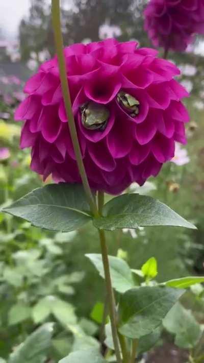 It Is Wednesday, My Dudes!