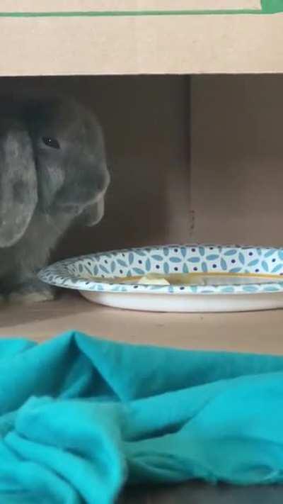 I have decided on the name Soup Dumpling! Here he is with his first taste of banana, I think I know what to bribe him with to earn his love!