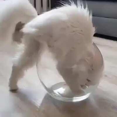 proof that cats are liquid