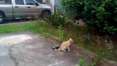 HMBC while I beat up this cat