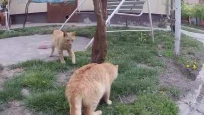 2 orange cats love eatch other like they are glued together