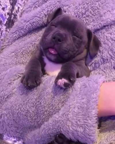 I present to you, the cutest pitbull puppy of all time.