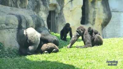 A silverback acts rapidly to suppress a fight between his mates