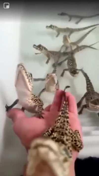 baby crocodiles sound like blasters from sci-fi movies