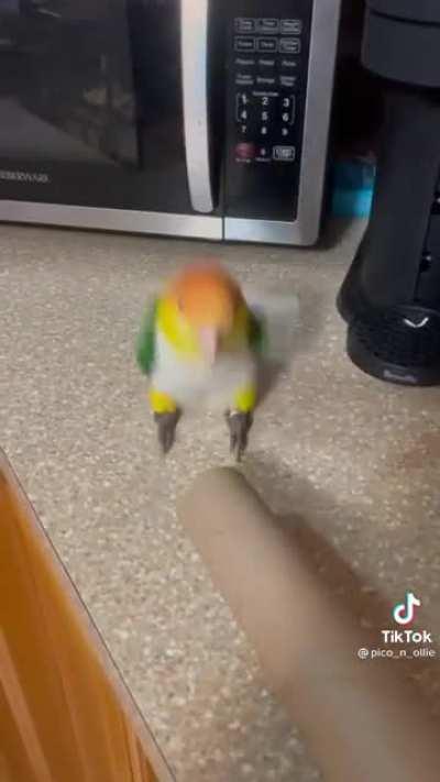 The cutest little temper tantrum