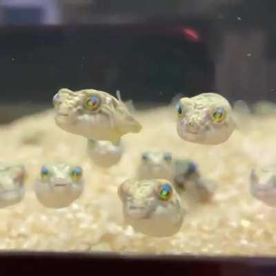 Can someone tell me what kind of puffers these are?