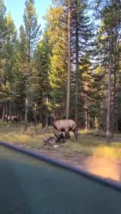 The scream of this absolute unit