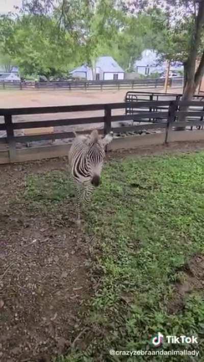 Zebras miss their owners too! Uploader said this was upon reuniting after a vacation.