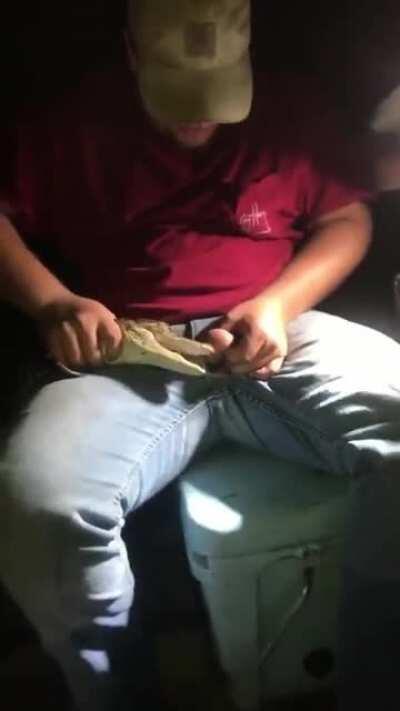 Let alligator play with your ball