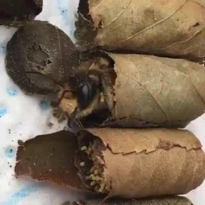 The forbidden сарми