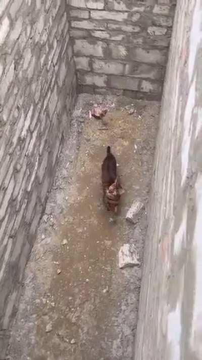 Cat trying to get out of a pit