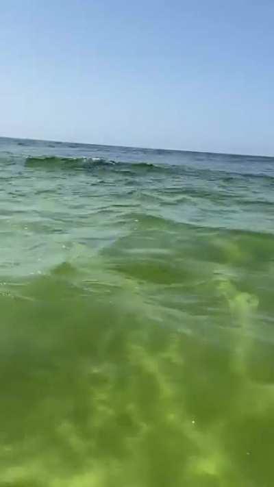 I would say this Dolphin video fits perfectly! (Oc)