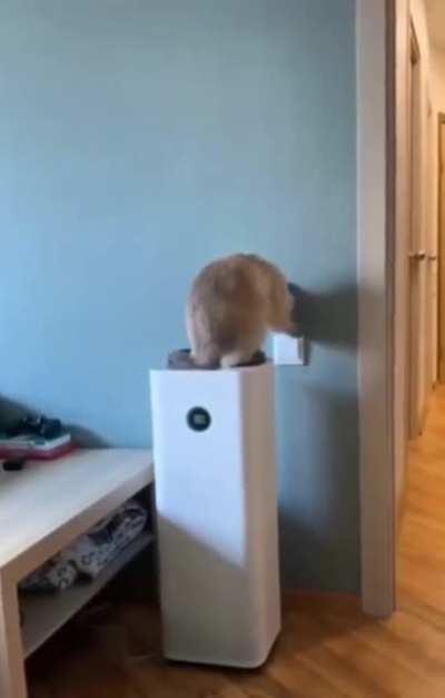 Why? B'cause f'ck you, hooman!