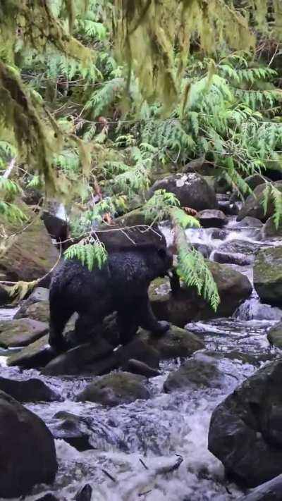 One salmon to go please,