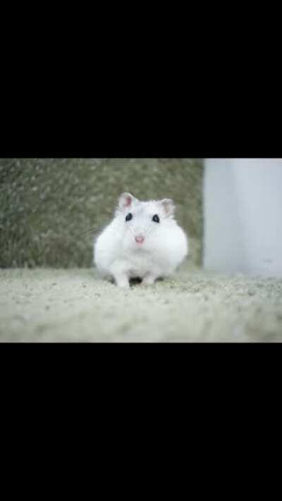 sylvester's best of 2020! HAPPY NEW YEAR'S EVERYONE! 🎉🎉