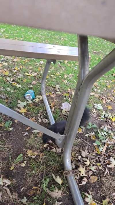 shy but hungry fella likes sunflower seed