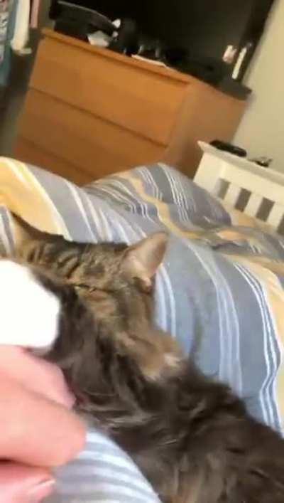 This is the cutest thing my cat does ❤️