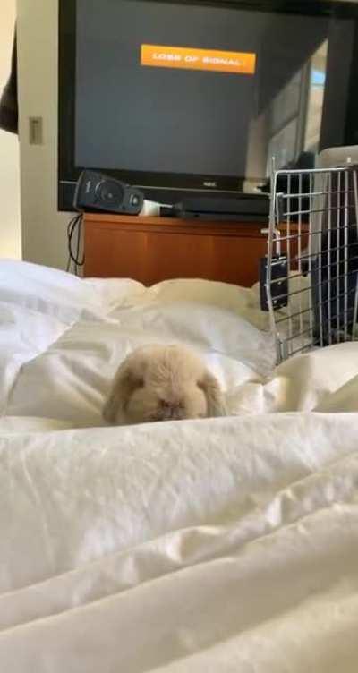 for those who saw my post yesterday, ginger sadly passed this morning peacefully in my hands. we did the best we could and she was a fighter. we will be reporting her last owner to animal services. she had the best last week of life she could with us 💕