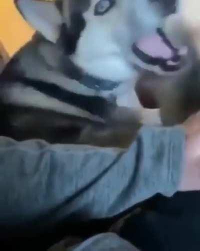 dog viScOUslY MauLS OWnERs HanD