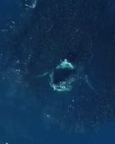 𝐒𝐮𝐫𝐩𝐫𝐢𝐬𝐞!