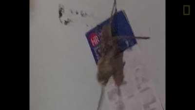 A huntsman spider carrying a dead mouse