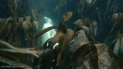 🔥 Seal sleeping underwater in kelp forest 🔥