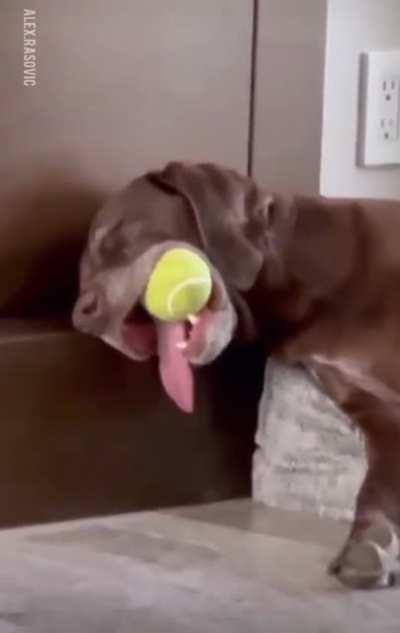 When ball is life 🎾