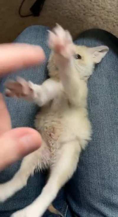 tiny fennec baby