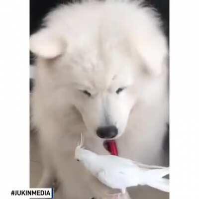 Dog offered their paw and gently held their owner's pet bird