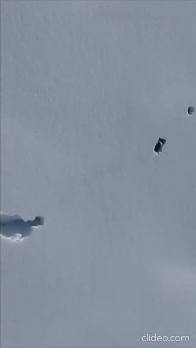 A drone captures a rare sight as a pack of wolves move through deep snow.